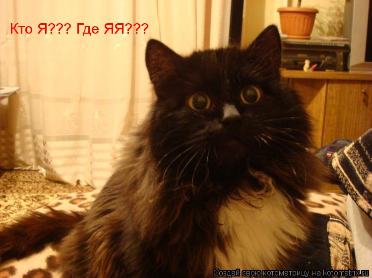 Кто Я??? Где ЯЯ???... Котоматрица: Кто Я??? Где ЯЯ???