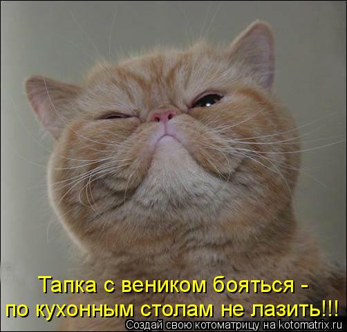 Котоматрица: Тапка с веником бояться - по кухонным столам не лазить!!!