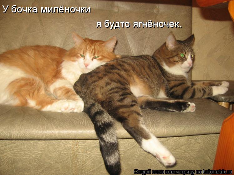 У бочка милёночки я будто ягнёночек.... Котоматрица: У бочка милёночки я будто ягнёночек.