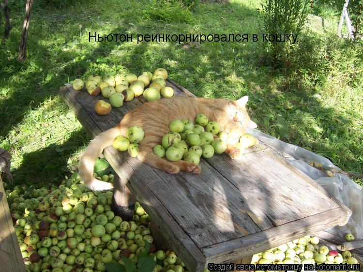 Котоматрица: Ньютон реинкорнировался в кошку...