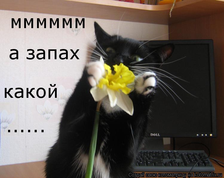 мммммм а запах какой ......... Котоматрица: мммммм а запах какой ......