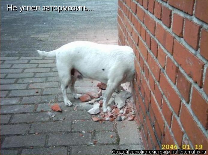 Не успел затормозить...... Котоматрица: Не успел затормозить...