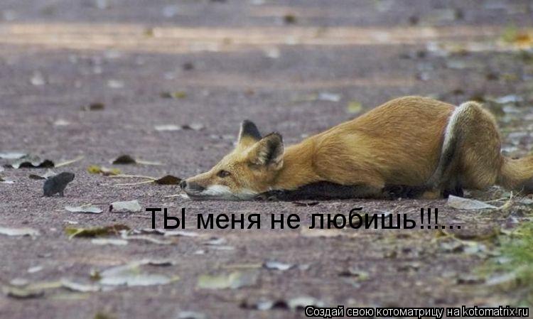 ТЫ меня не любишь!!!...... Котоматрица: ТЫ меня не любишь!!!...