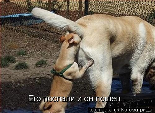 Его послали и он пошёл...... Котоматрица: Его послали и он пошёл...