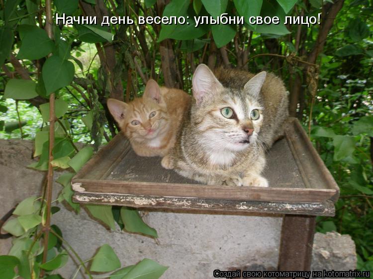Начни день весело: улыбни свое лицо!... Котоматрица: Начни день весело: улыбни свое лицо!