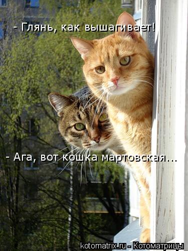 - Глянь, как вышагивает! - Ага, вот кошка мартовская...... Котоматрица: - Глянь, как вышагивает! - Ага, вот кошка мартовская...
