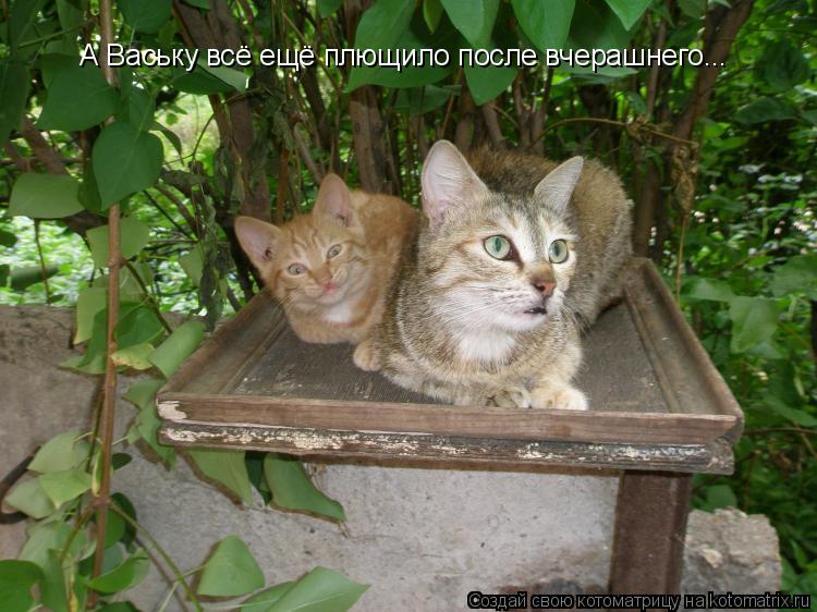А Ваську всё ещё плющило после вчерашнего...... Котоматрица: А Ваську всё ещё плющило после вчерашнего...