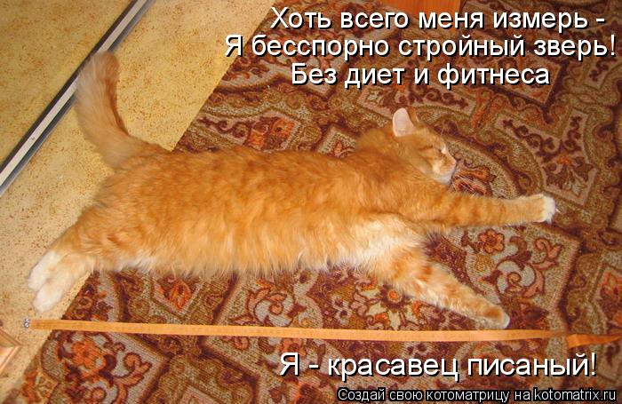 Котоматрица: Хоть всего меня измерь - Я бесспорно стройный зверь! Без диет и фитнеса Я - красавец писаный!