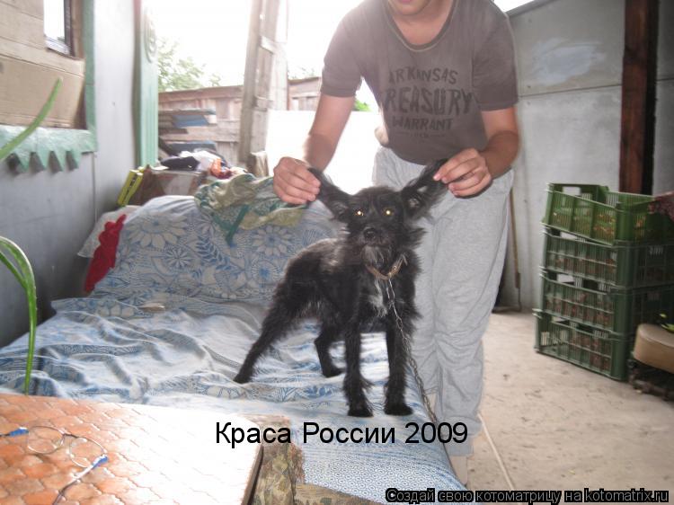 Краса России 2009... Котоматрица: Краса России 2009