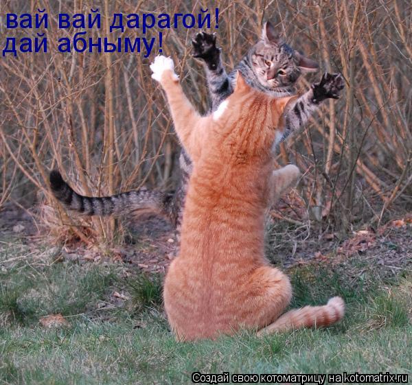 вай вай дарагой! дай абныму!... Котоматрица: вай вай дарагой! дай абныму!