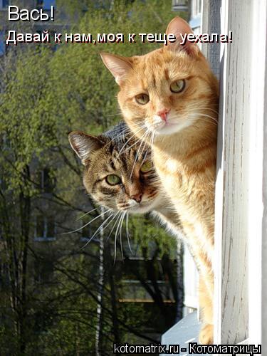Вась! Давай к нам,моя к теще уехала! Давай к нам,моя к теще уехала!... Котоматрица: Вась! Давай к нам,моя к теще уехала! Давай к нам,моя к теще уехала!