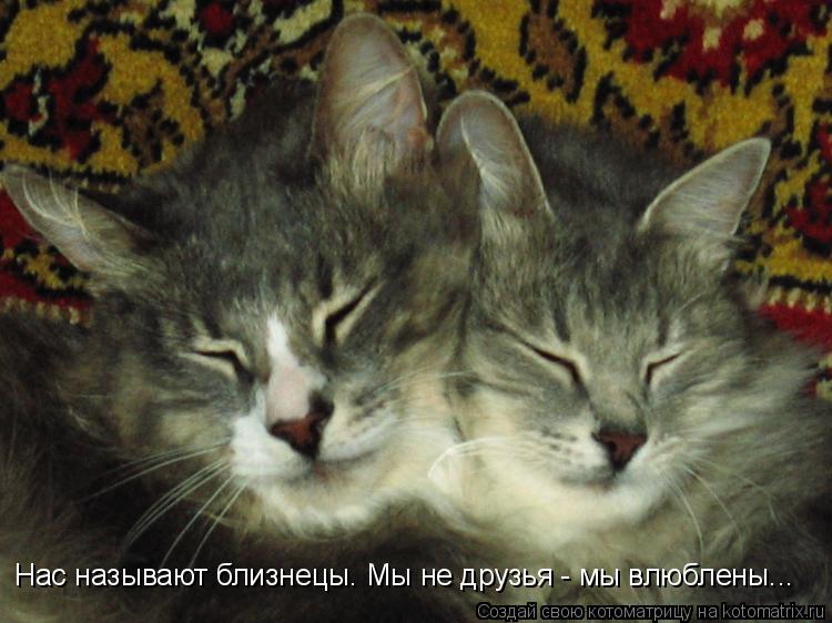 Нас называют близнецы. Мы не друзья - мы влюблены...... Котоматрица: Нас называют близнецы. Мы не друзья - мы влюблены...