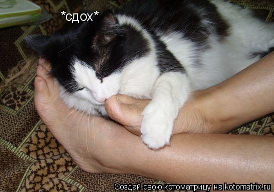 *сдох*... Котоматрица: *сдох*