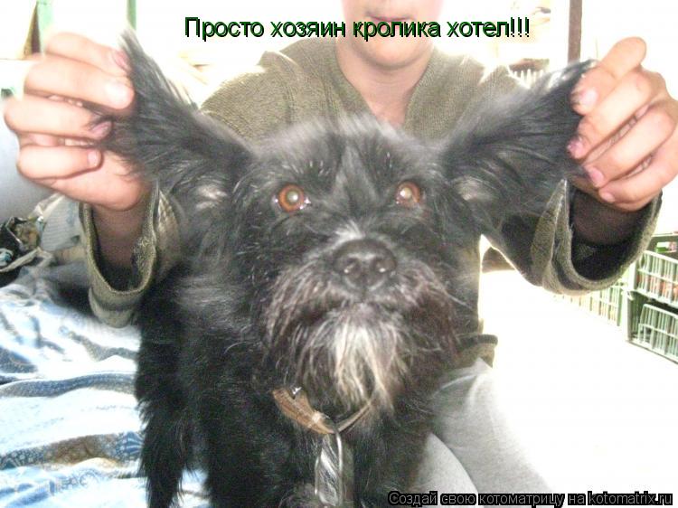 Просто хозяин кролика хотел!!!... Котоматрица: Просто хозяин кролика хотел!!!