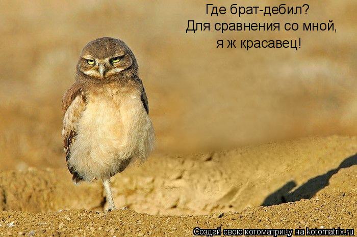 Где брат-дебил? Для сравнения со мной, я ж красавец!... Котоматрица: Где брат-дебил? Для сравнения со мной, я ж красавец!