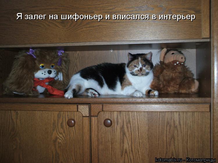Я залег на шифоньер и вписался в интерьер... Котоматрица: Я залег на шифоньер и вписался в интерьер