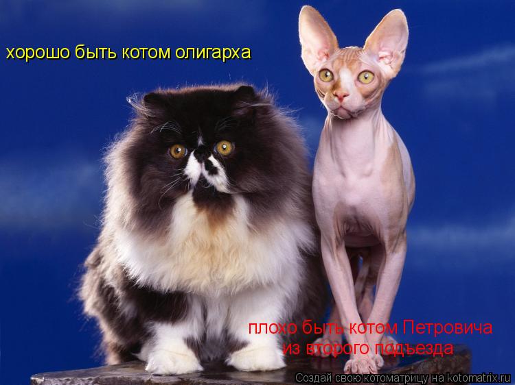 хорошо быть котом олигарха плохо быть котом Петровича из второго подъезда... Котоматрица: хорошо быть котом олигарха плохо быть котом Петровича из второго подъезда