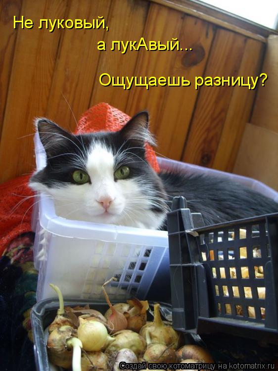 Не луковый, а лукАвый... Ощущаешь разницу?... Котоматрица: Не луковый, а лукАвый... Ощущаешь разницу?
