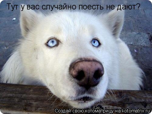 Тут у вас случайно поесть не дают?... Котоматрица: Тут у вас случайно поесть не дают?