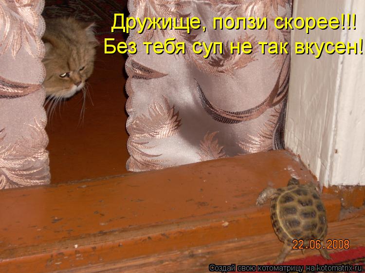 Дружище, ползи скорее!!! Без тебя суп не так вкусен!... Котоматрица: Дружище, ползи скорее!!! Без тебя суп не так вкусен!