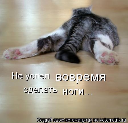 Не успел вовремя сделать ноги...... Котоматрица: Не успел вовремя сделать ноги...