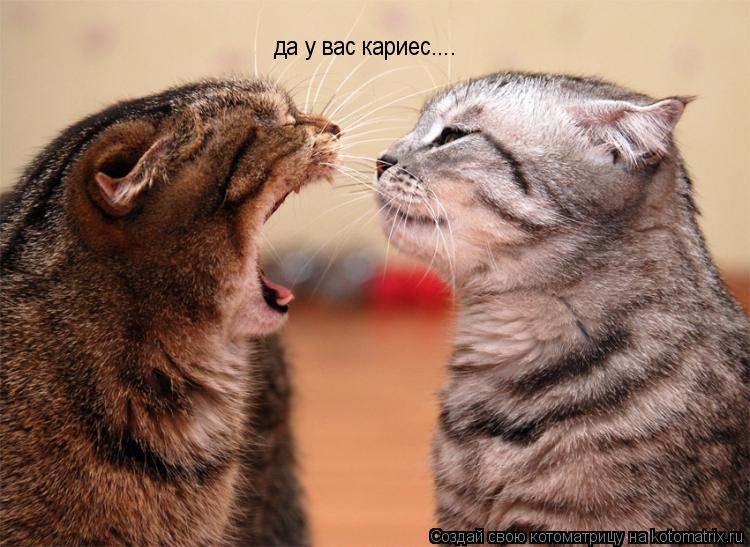 да у вас кариес....... Котоматрица: да у вас кариес....