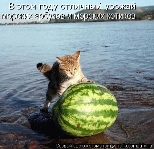 В этом году отличный урожай морских арбузов и морских котиков... Котоматрица: В этом году отличный урожай морских арбузов и морских котиков