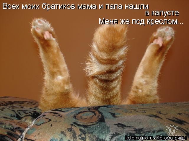 Всех моих братиков мама и папа нашли в капусте Меня же под креслом...... Котоматрица: Всех моих братиков мама и папа нашли в капусте Меня же под креслом...