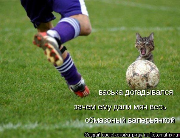 васька догадывался зачем ему дали мяч весь обмазоный валерьянкой... Котоматрица: васька догадывался зачем ему дали мяч весь обмазоный валерьянкой