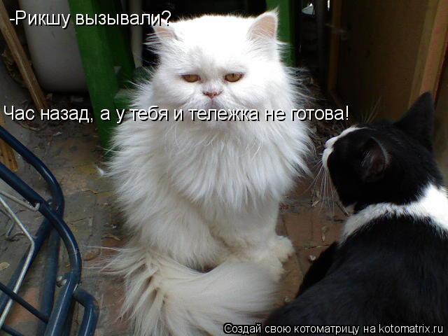 -Рикшу вызывали? -Рикшу вызывали? Час назад, а у тебя и тележка не готова!... Котоматрица: -Рикшу вызывали? -Рикшу вызывали? Час назад, а у тебя и тележка не готова!