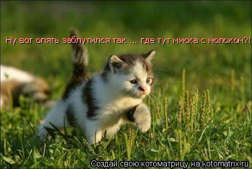 Ну вот опять заблутился так ... где тут миска с молоком?! Ну вот опять заблутился так ... где тут мис... Котоматрица: Ну вот опять заблутился так ... где тут миска с молоком?! Ну вот опять заблутился так ... где тут миска с молоком?!