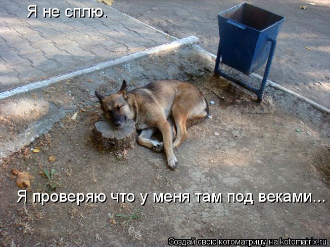 Я не сплю. Я проверяю что у меня там под веками...... Котоматрица: Я не сплю. Я проверяю что у меня там под веками...