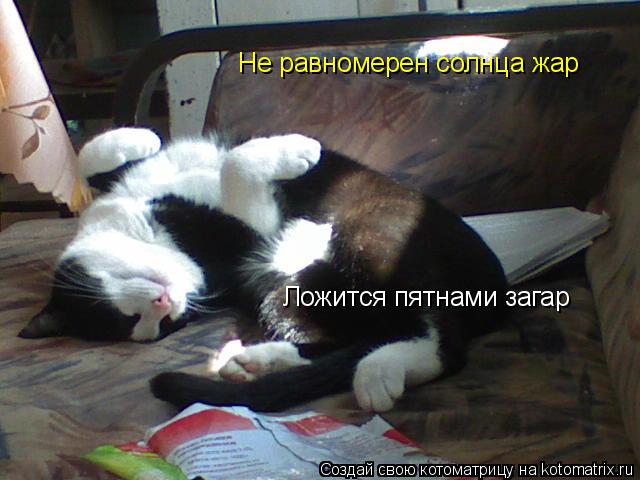 Не равномерен солнца жар Ложится пятнами загар... Котоматрица: Не равномерен солнца жар Ложится пятнами загар