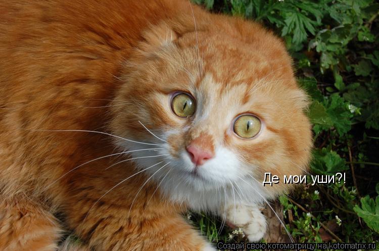 Де мои уши?!... Котоматрица: Де мои уши?!