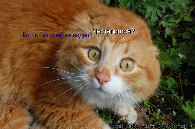 Чё пялишся? Котов без ушей не видел?... Котоматрица: Чё пялишся? Котов без ушей не видел?