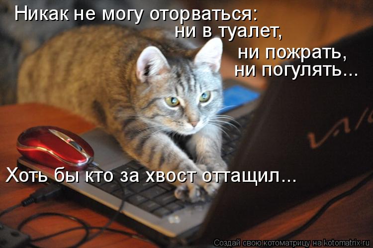 Никак не могу оторваться: ни в туалет, ни пожрать, ни погулять... Хоть бы кто за хвост оттащил...... Котоматрица: Никак не могу оторваться: ни в туалет, ни пожрать, ни погулять... Хоть бы кто за хвост оттащил...