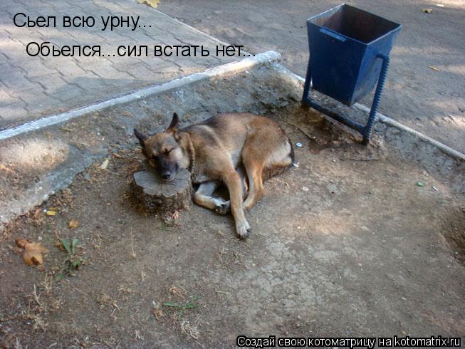 Сьел всю урну... Обьелся...сил встать нет...... Котоматрица: Сьел всю урну... Обьелся...сил встать нет...