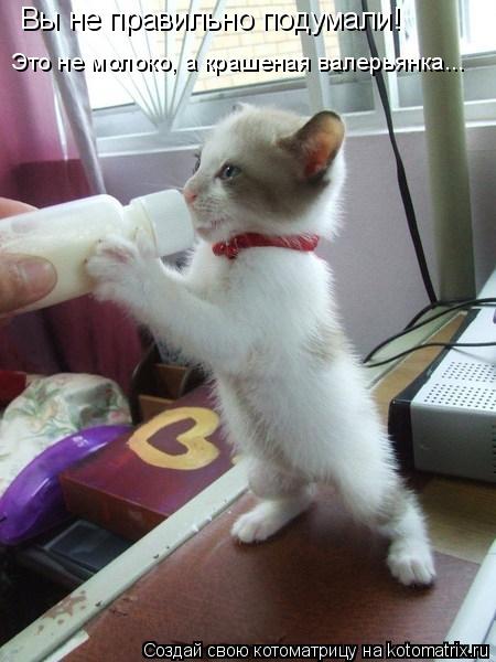 Вы не правильно подумали! Это не молоко, а крашеная валерьянка...... Котоматрица: Вы не правильно подумали! Это не молоко, а крашеная валерьянка...