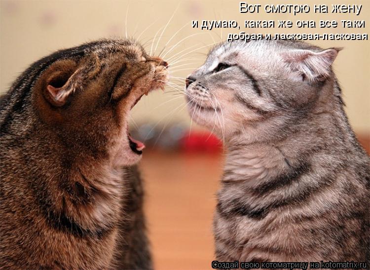 Вот смотрю на жену и думаю, какая же она все таки добрая и ласковая-ласковая... Котоматрица: Вот смотрю на жену и думаю, какая же она все таки добрая и ласковая-ласковая