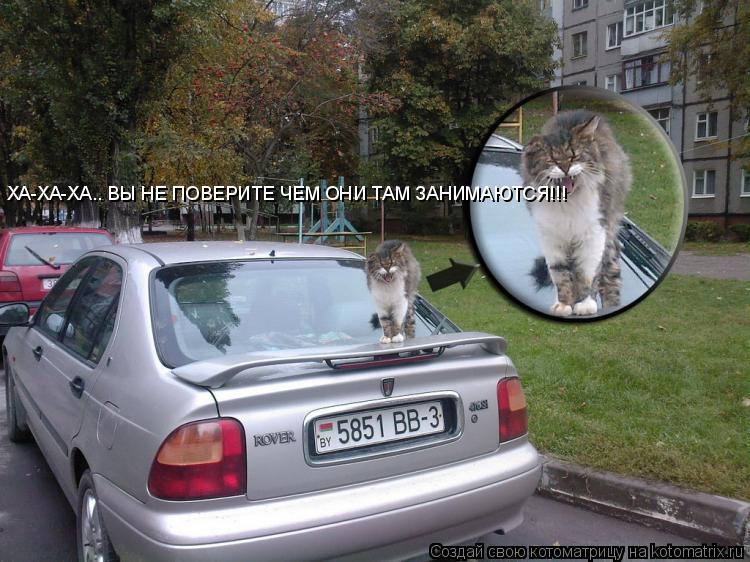 ХА-ХА-ХА.. ВЫ НЕ ПОВЕРИТЕ ЧЕМ ОНИ ТАМ ЗАНИМАЮТСЯ!!!... Котоматрица: ХА-ХА-ХА.. ВЫ НЕ ПОВЕРИТЕ ЧЕМ ОНИ ТАМ ЗАНИМАЮТСЯ!!!