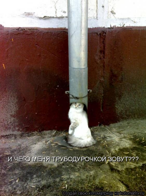 И ЧЕГО МЕНЯ ТРУБОДУРОЧКОЙ ЗОВУТ???... Котоматрица: И ЧЕГО МЕНЯ ТРУБОДУРОЧКОЙ ЗОВУТ???