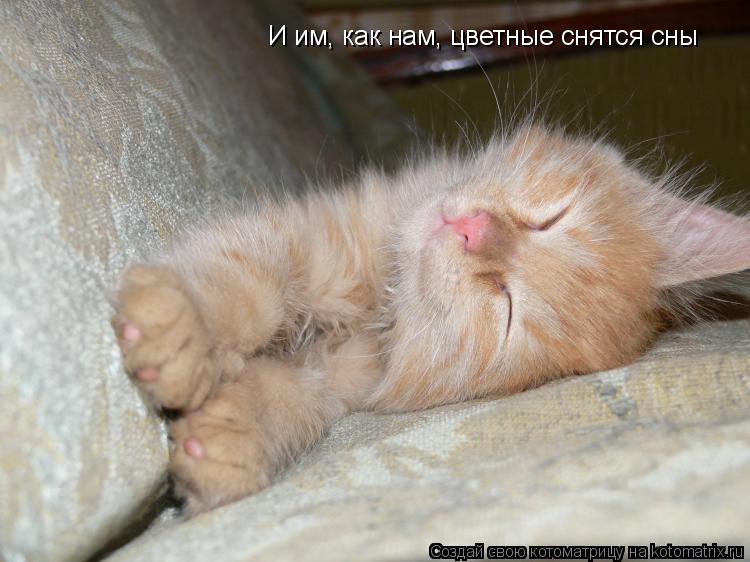 И им, как нам, цветные снятся сны... Котоматрица: И им, как нам, цветные снятся сны