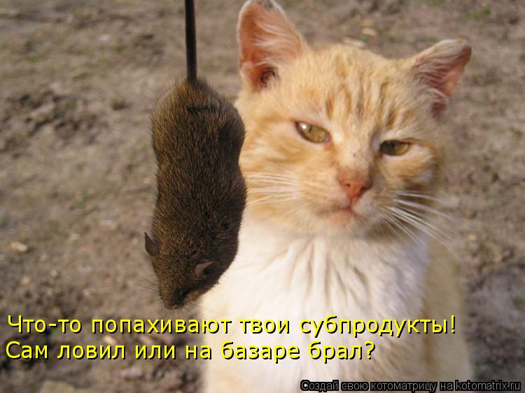 Что-то попахивают твои субпродукты! Сам ловил или на базаре брал?... Котоматрица: Что-то попахивают твои субпродукты! Сам ловил или на базаре брал?