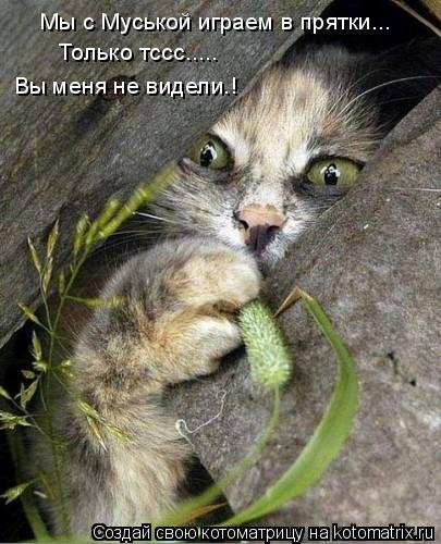 Только тссс..... Вы меня не видели.! Мы с Муськой играем в прятки...... Котоматрица: Только тссс..... Вы меня не видели.! Мы с Муськой играем в прятки...