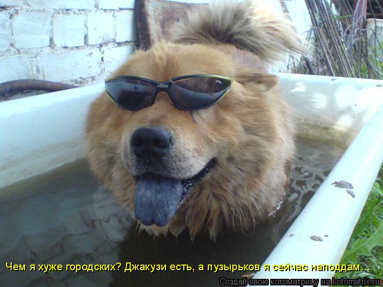 Чем я хуже городских? Джакузи есть, а пузырьков я сейчас наподдам...... Котоматрица: Чем я хуже городских? Джакузи есть, а пузырьков я сейчас наподдам...