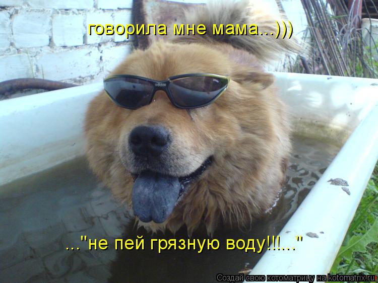 говорила мне мама...))) ..."не пей грязную воду!!!..."... Котоматрица: говорила мне мама...))) ..."не пей грязную воду!!!..."