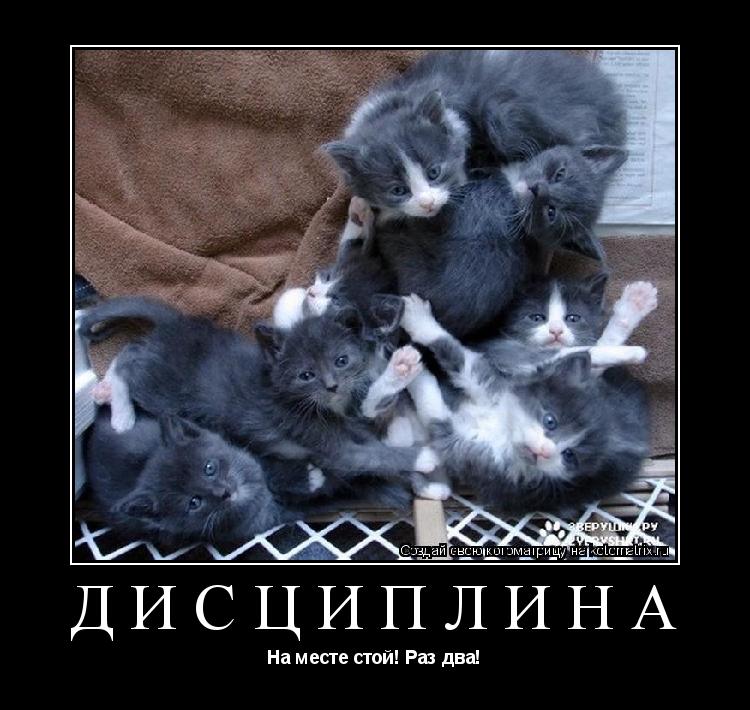 дисциплина На месте стой! Раз два!... Котоматрица: дисциплина На месте стой! Раз два!