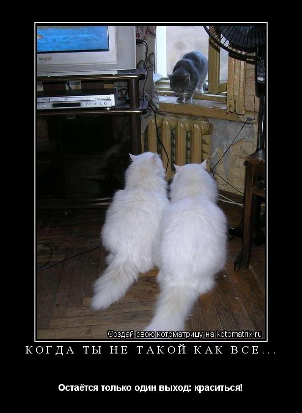 Когда ты не такой как все... Остаётся только один выход: краситься!... Котоматрица: Когда ты не такой как все... Остаётся только один выход: краситься!