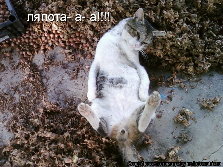 ляпота- а- а!!!!... Котоматрица: ляпота- а- а!!!!