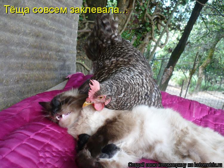 Тёща совсем заклевала...... Котоматрица: Тёща совсем заклевала...
